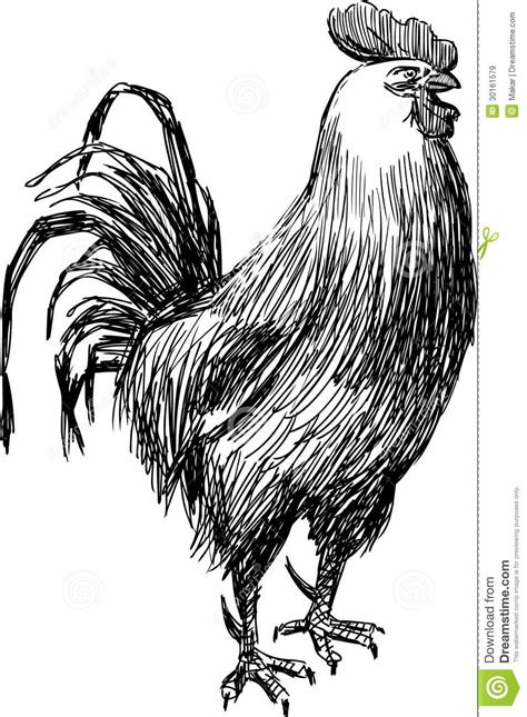 Sketch Of Rooster Royalty Free Stock Images Image 30161579