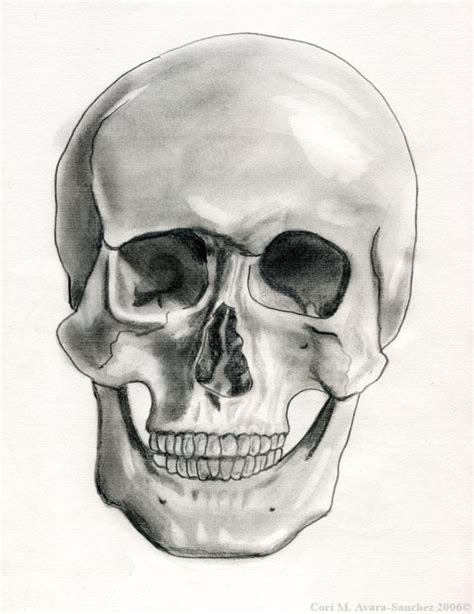 Front Facing Adult Human Skull By Brigettemora On Deviantart