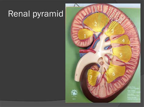 Renal Food Pyramid