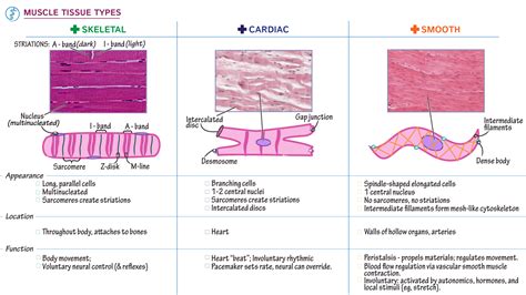 Muscle Tissue Types And Functions