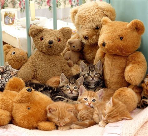 Pin By Myrthe Couvee On Katten Sleepy Kitten Teddy Bear Teddy