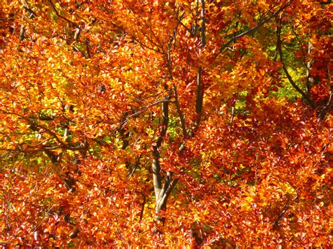 Free Images Branch Sunlight Leaf Colorful Season Maple Tree
