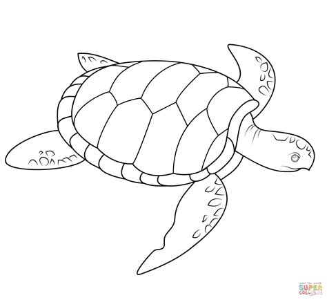 Green Sea Turtle Coloring Page Sketch Coloring Page