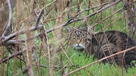 A Feral Cat Hunting Contest For Kids In New Zealand Is Scrapped After A