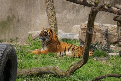 Background Foto Foto Harimau Duduk Di Kebun Binatang Margasatwa