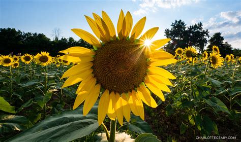 It also commonly is used specifically in reference to the annual plant helianthus annuus, the common sunflower. The endless fields of sunflowers at the McKee-Beshers ...