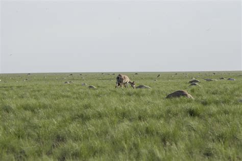 Planet Earth Ii How Scientists Discovered What Killed The Saiga Antelopes