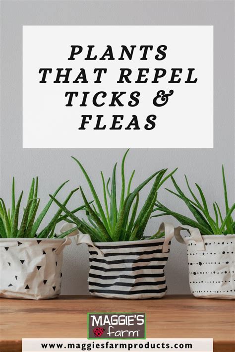 Plants That Repel Ticks and Fleas | Fleas, Ticks, Plants