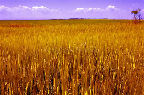 Golden Grain Field Stock Photo Image Of Gold Golden 43550080