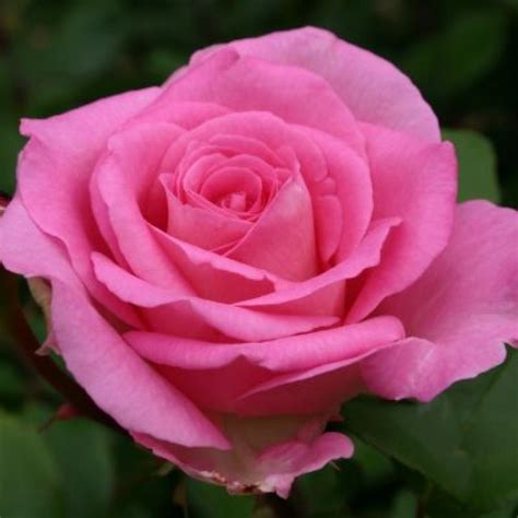 Pink Perfection (Hybrid Tea Rose)