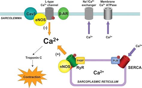The Ryr2 Ryanodine Receptor Isoform Is The Major Cellular Mediator Of Calcium Induced Calcium