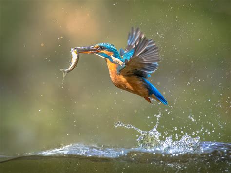 Common European Kingfisher Flying With Fish Catch Eco18