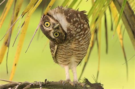 The Amazing World Of Owls In Photography One Big Photo