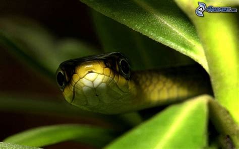 Serpent