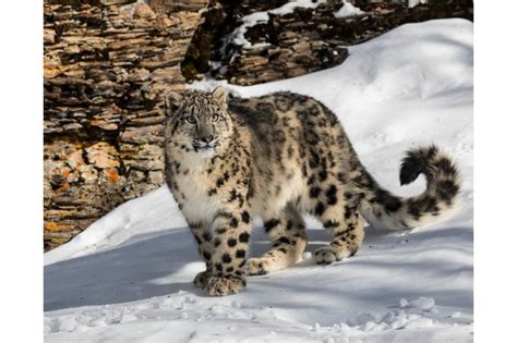 15 Amazing Snow Leopard Facts Snow Leopard Pictures Discover Wildlife