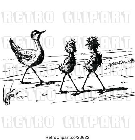 Vector Clip Art Of Retro Ugly Birds On A Beach 1 By Prawny Vintage 23622