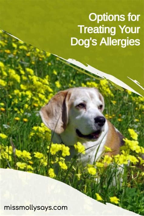 Options For Treating Your Dogs Allergies Miss Molly Says