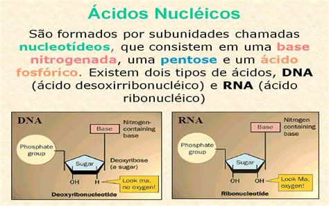 Ciências E Biologia Profª Biól Rosalia Aula Ácidos Nucléicos