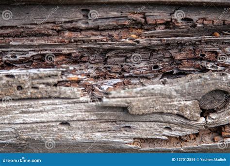 Texture Of An Old Rotten Wooden Log Stock Photo Image Of Brown