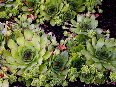 How To Grow And Care For A Common Houseleek Sempervivum Tectorum