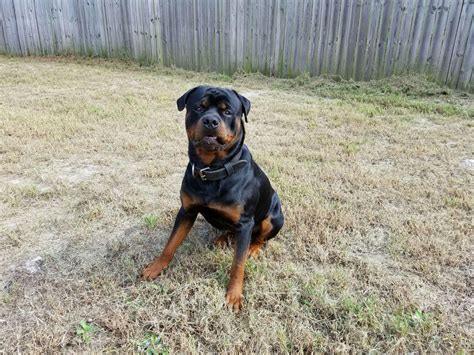 Rottweiler puppies for sale and dogs for adoption in north carolina, nc. Rottweiler Puppies For Sale | Jacksonville, NC #185055