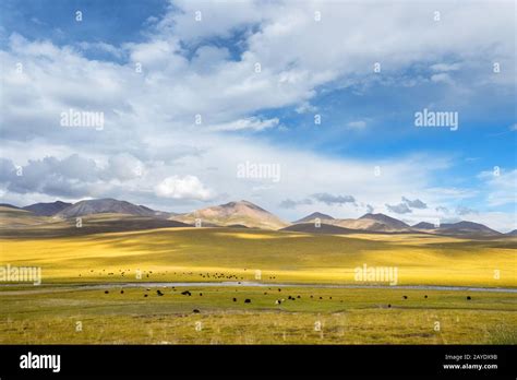 Beautiful Grassland Scenery Stock Photo Alamy