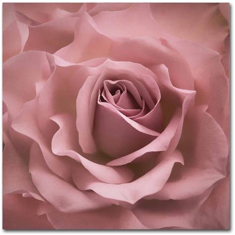 Trademark Fine Art Misty Rose Pink Rose Canvas Art By Cora Niele