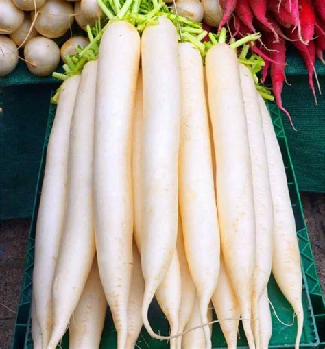 White Radish Health Benefits And Nutrition Facts Healthy Day