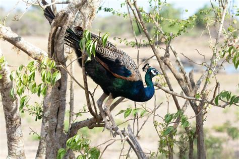 Can Peacocks Fly Interesting Facts Everything About Peacock Flying