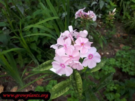 You may know this plant by any of a number of other common names like louisiana phlox, wild blue phlox and wild sweet william. Phlox paniculata - How to grow & care