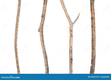 Dry Branch Stock Image Image Of Isolated Structure 46534129