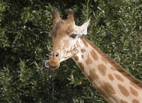 Kordofan Giraffe Zoo Des Sables Dolonne