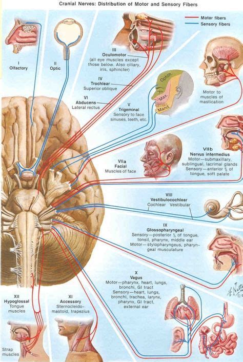 Top 10 Cranial Nerves Anatomy Ideas And Inspiration