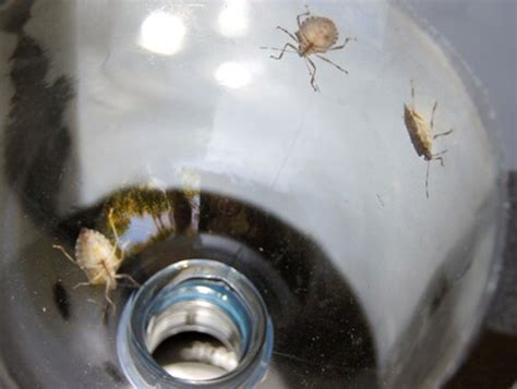 Traps For Fighting The Inevitable Stink Bug Invasion The Washington Post