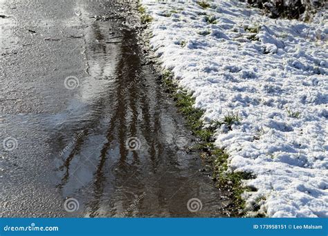 Spring Puddles With Reflections Of Trees In Them Stock Image Image Of