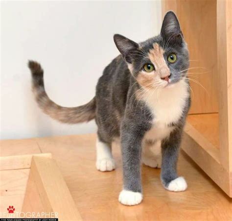 Clata The Dilute Calico By The Furrtographer Fine Four Legged