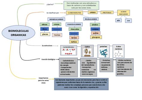 Mapa Mental Biomoleculas Pdf Biomoléculas Organismos