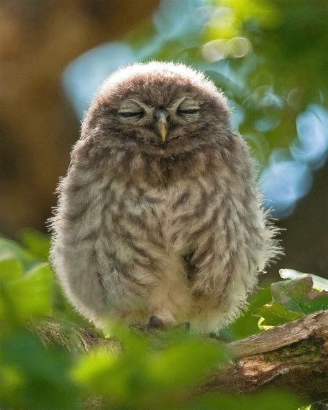 Hush Little Baby Young Little Owl Смешные совы Сипухи Совята