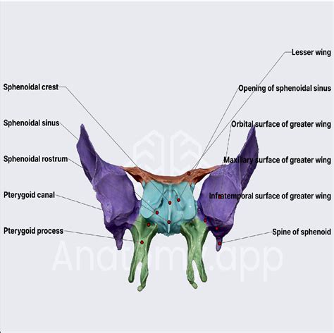 Sphenoid Bone Skull Head And Neck Anatomyapp Learn Anatomy