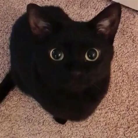 Black Cat Profile Picture For Youtube Wallpaper Funniest