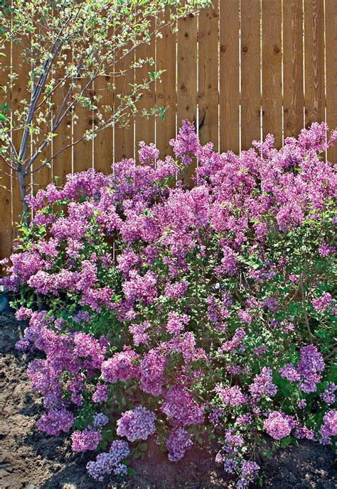 17 Vibrant Perennial Flowers That Bloom All Summer Bloomerang Lilac