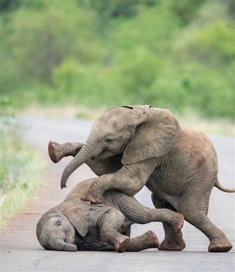 Canon Photography Adorable Baby Elephants Playing Unbelievably Cute