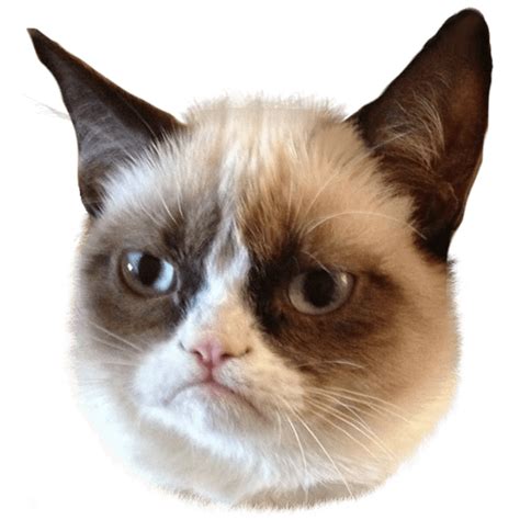 Pop cat meme compilation | popcat best dank memes pop pop pop cat meme. Collection of PNG Grumpy Cat. | PlusPNG