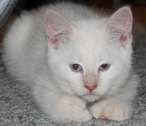 Please complete the adoption form below if you are interested in adopting. Ragdoll Cat For Sale Mn