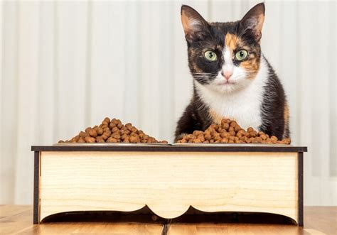 The 10 Best Dry Cat Food In Canada All About Cats