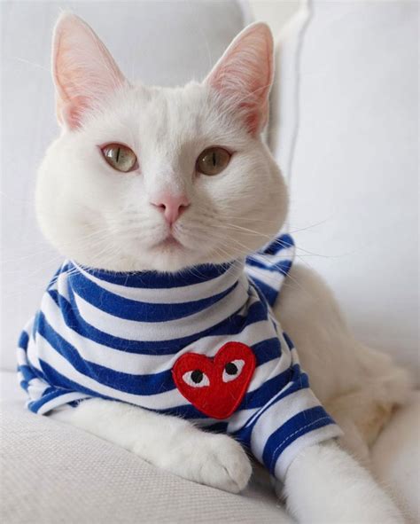 Zappa The Instagram Model Cat Is Inspired By Gigi Hadid And Has The