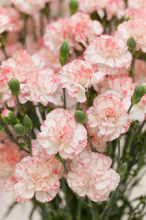9 Reasons Carnations Are Actually The Best Flowers Flowers