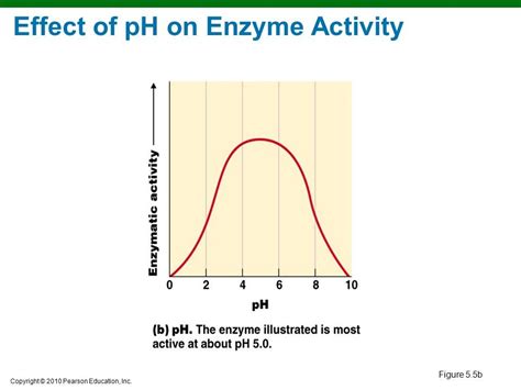 Effect Of Ph On Enzyme Activity Diagram Quizlet