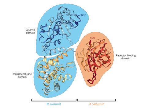 It is very rare in england. Diphtheria toxin: The nuts and bolts - The Native Antigen ...