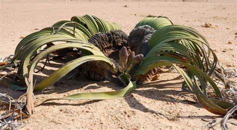 Welwitschia Thegorbalsla